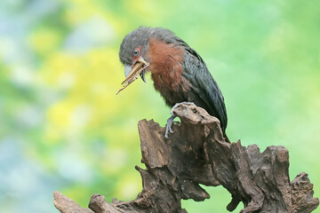 A young chestnut-breasted malkoha is preying on a grasshopper. This beautifully colored bird has the scientific name Phaenicophaeus curvirostris.