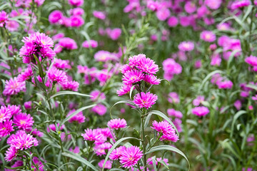 Field of vibrant pink flowers in full bloom.