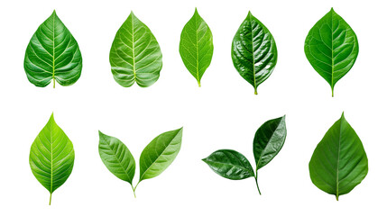 Plant leaf element set on isolated on transparent background, set of green monstera palm and tropical plant leaf isolated on white background