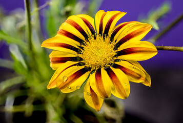 Blooming yellow Gazania on a purple background