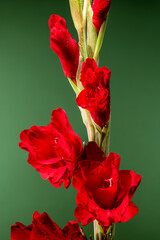 Blooming red gladiolus Oscar on a green background