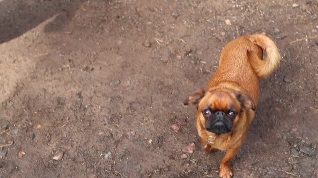 Cute Petit brabancon playing outdoor. Small dog jumping and running. Funny behavior of animal. Smooth-haired griffon