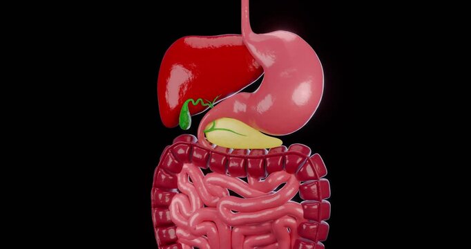 digestive system 3D, stomach, liver, gall bladder, intestines 4k