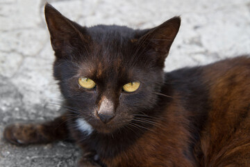 Portrait of an old black cat with yellow eyes. A close-up of a cat's head with a black nose.