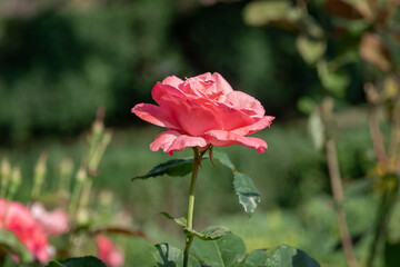A pink rose. A bright pink rose on a bush in the garden. A pink rose flower on a background of green foliage. A close-up of a rose flower with pink inflorescences on long stems on a sunny summer day.
