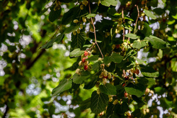 White mulberry (Latin Morus alba). Mulberry tree, fresh white mulberry with fruits. Fresh white mulberry berries on a tree with green foliage.
