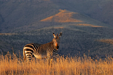 A Cape mountain zebra (Equus zebra) in grassland at sunrise, Mountain Zebra National Park, South...