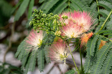 Albizia Lankaran (Latin Albizia julibrissin) is an ornamental plant for decorating gardens and parks. Flowering tree Albizia Lankaran in the city park. It is used as an ornamental plant in gardens.