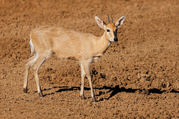 A common duiker antelope (Sylvicapra grimmia) in natural habitat, Mokala National Park, South Africa.