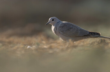 Ring necked dove standing on the ground. Bird background.