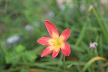 Red clay lotus or Thai lily