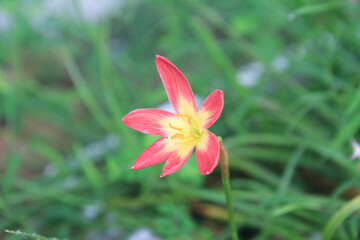 Fototapeta premium Red clay lotus or Thai lily