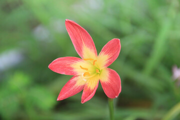 Red clay lotus or Thai lily