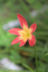 Fototapeta premium Red clay lotus or Thai lily