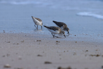Small wader standing on the beach. Animal background.