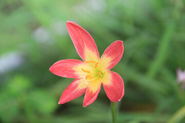 Red clay lotus or Thai lily