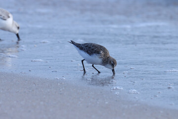 Small wader standing on the beach. Animal background.
