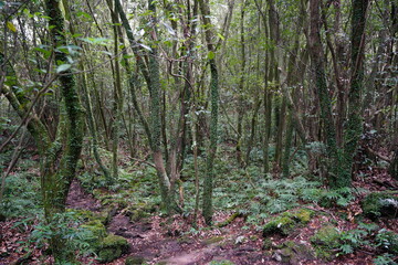 mossy trees and rocks in old forest
