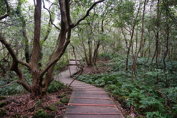 spring pathway through ferns and vines