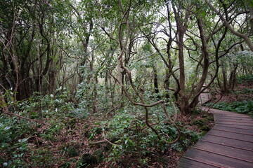 spring path through dense vines and old trees