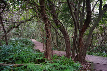 spring path through dense vines and old trees