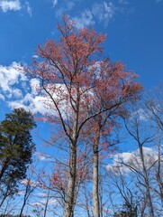 trees and sky