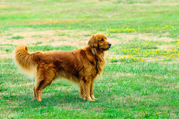 2024-08-13 A PROFILE SHOT OF A ADULT GOLDENRETRIEVER STANDING IN A GRASS FIELD IN MEDINA WASHINGTON