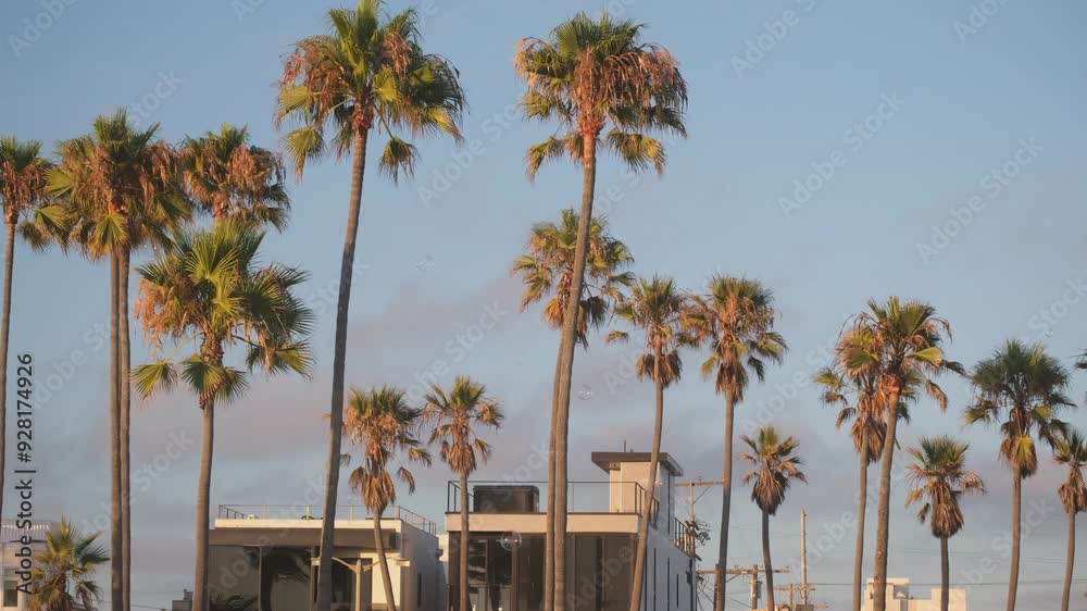 Sticker palm trees at the beach