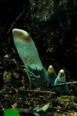 hongos