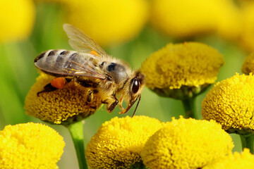 Honey bee