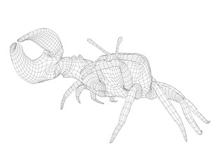 Wireframe of a crab with one huge claw made of black lines isolated on a white background.