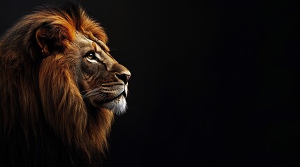 Fototapeta premium Majestic Lion Portrait Against a Dark Background