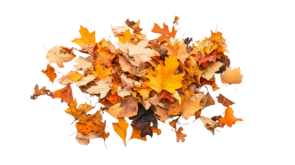 autumn leaves isolated