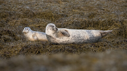 gray seal and harbor seal on the shore, common seal, lying side by side, two seals, atlantic, horsehead, ocean coast, marine mammals, phoca, vitulina, Halichoerus grypus, environment, protection,  © LIMARIO