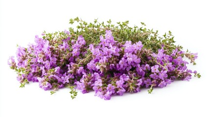 Obraz premium pile of thyme flowers on white background
