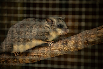A small rodent with dark, glossy eyes sits on a tree branch inside a cage, peering through the wire mesh. The soft lighting highlights the textures of its fur and the natural wood.