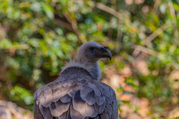 portrait of a vulture close up	