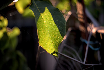 Obraz premium Walnut tree leaves in sunlight on blurry background