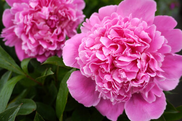 lush peonies bloom in the garden, summer nature. gardening. floral background.