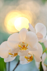 Beautiful blooming orchids on the window in the house. Phalaenopsis orchid flowers bloom on the window at sunset. Selective focus.