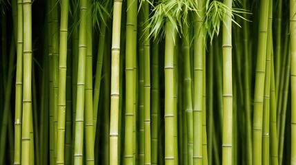 Fototapeta premium grove green bamboo background