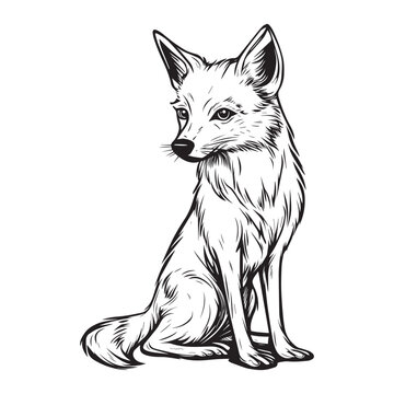 recommend clip art: Jackal Outline Design,  Jackal  Clipart,  A Gentle Lick Jackal illustration in black and white