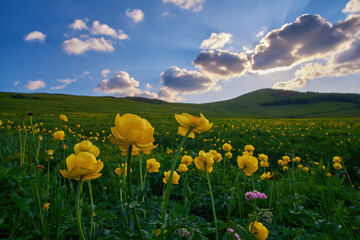 A beautiful summer evening in a field of blooming Trollius europaeus. Globe Flower, Ranunculaceae wild plant in natural environment, in the Carpathian Mountains