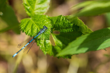 Eine blaue Stablibelle sitzt auf einem Blatt