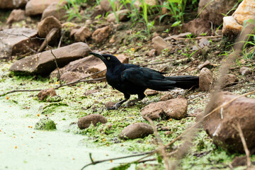 Naturaleza viva