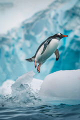 Obraz premium Dynamic Wildlife Photography: A Penguin Leaping from Icy Waters into the Sunlight