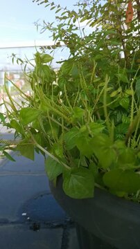 Pellucoid-leaved Pepper plant or tumpang air. (Scientific name Peperomia pellucida Korth)