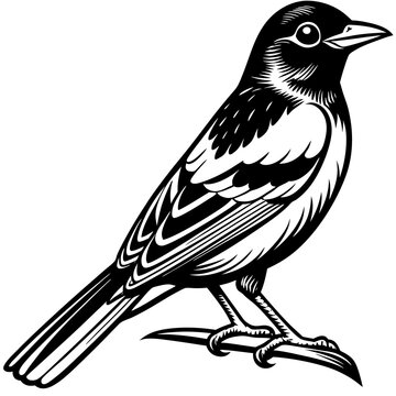 recommend clip art: Oriole bird silhouette vector illustration on white background 