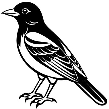 recommend clip art: Oriole bird silhouette vector illustration on white background 