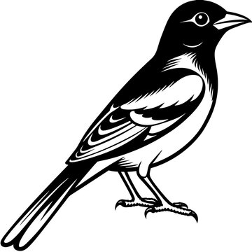 recommend clip art: Oriole bird silhouette vector illustration on white background 